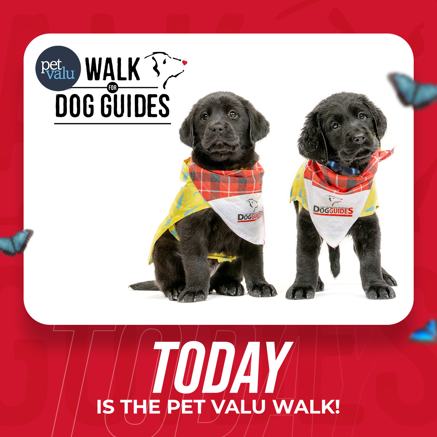 Walk 2026 Countdown - today