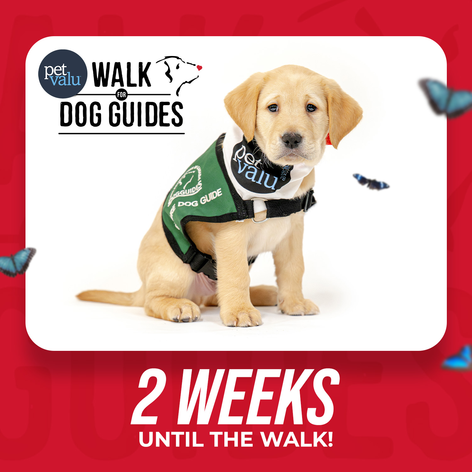 Walk 2026 Countdown - 2 weeks